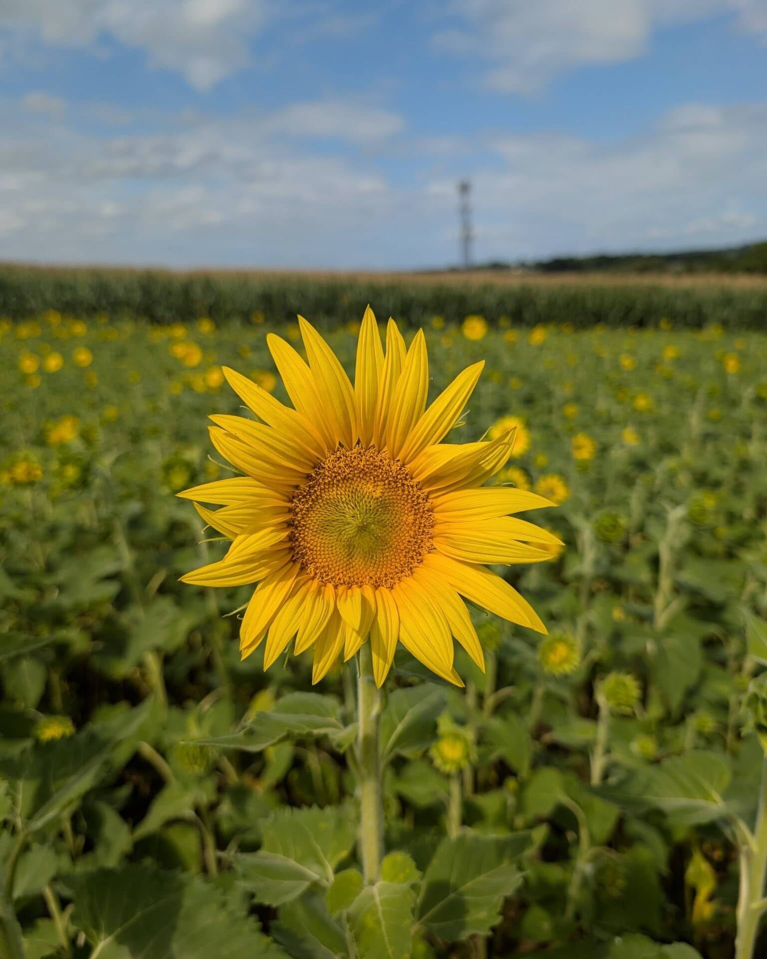 東方　同人音楽CD flower garden sun flower field sunflowers | OCMGA Garden Snips